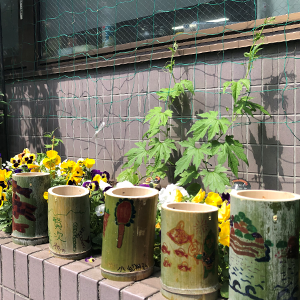 作画のモデルにもなる季節の植物。自分で絵を描いた竹筒には、生徒それぞれが朝顔の種を蒔いて育てている。
